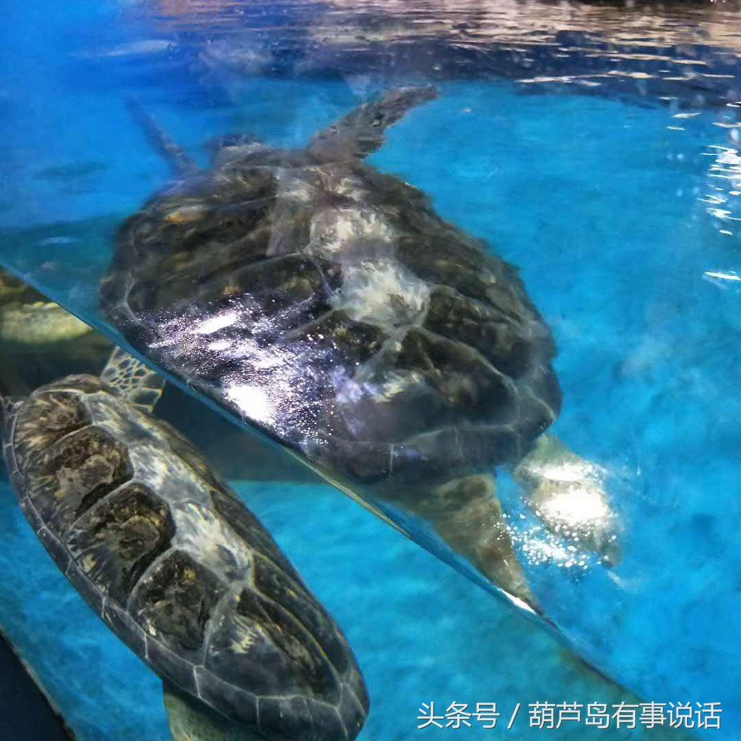 探索新澳精准资料，揭秘免费网站与获取最佳资源的途径